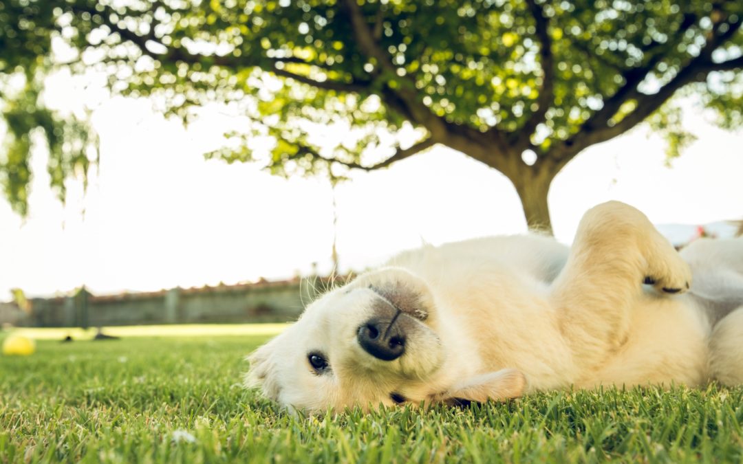 Of Puppies and Trees
