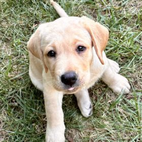 A labrador puppy in the grass.